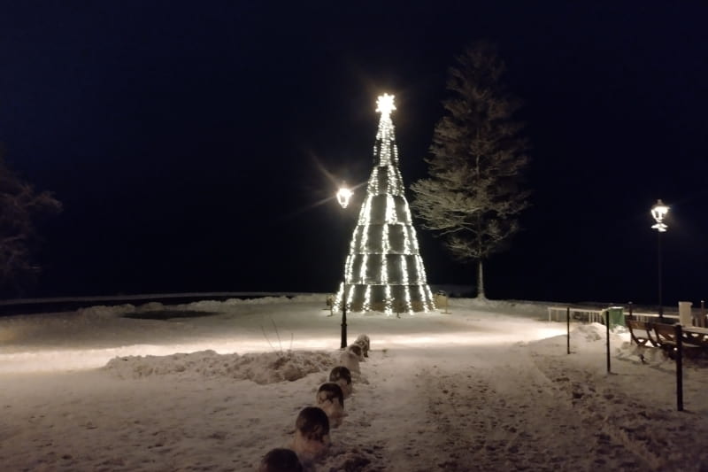 SoliTek installed off-grid solar power plant into a Christmas tree